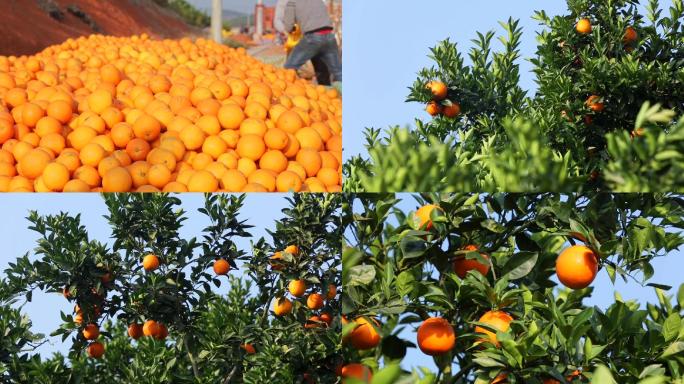 农产品橙子