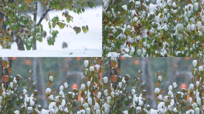 4K拍摄雪中的植物