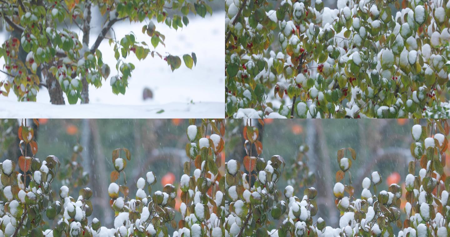 4K拍摄雪中的植物