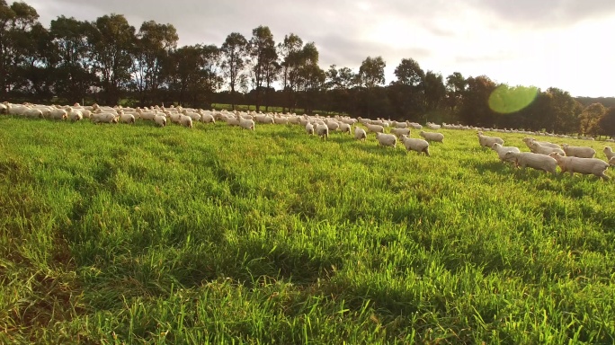 澳大利亚农场围场里的羊