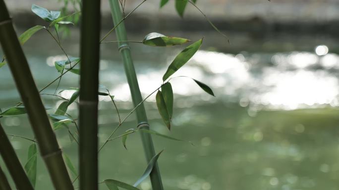湖边茂密的竹林