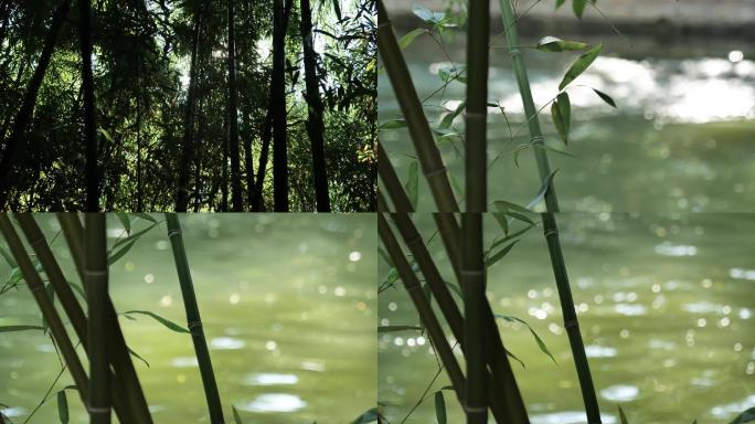 湖边茂密的竹林