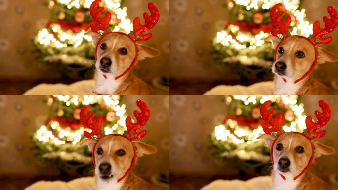 圣诞夜驯鹿鹿角狗的特写镜头