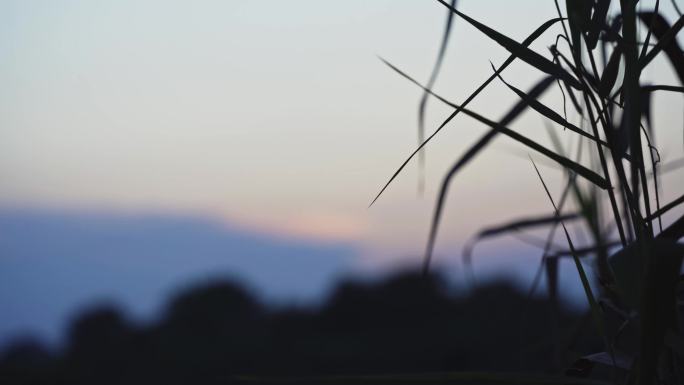 夕阳风吹植物缓动