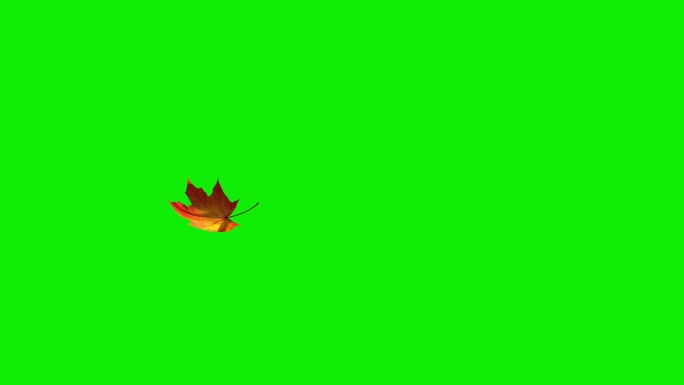 绿屏上飘落的枫叶特效动画合成元素光效