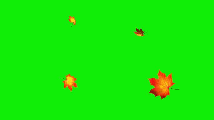 绿屏上飘落的枫叶特效动画合成元素光效