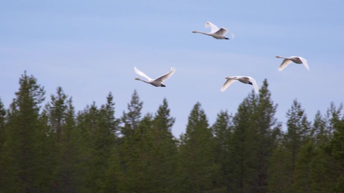 四只天鹅飞过绿色森林。慢镜头