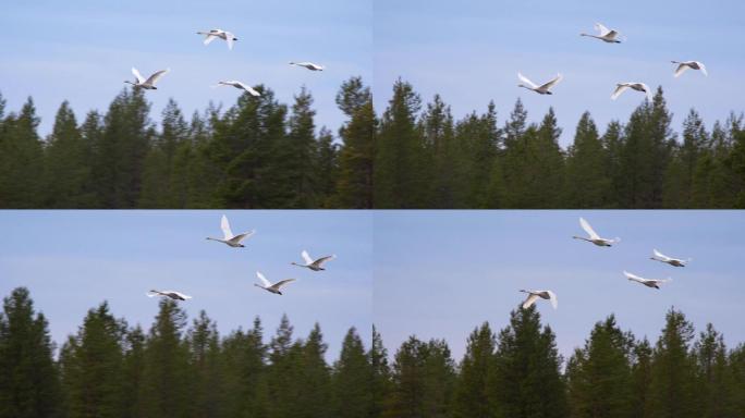 四只天鹅飞过绿色森林。慢镜头