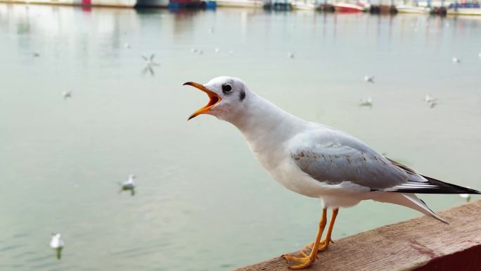 云南昆明滇池海埂东码头红嘴鸥