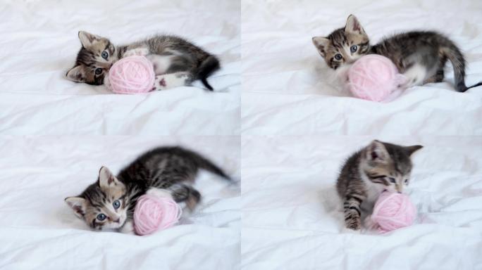 可爱的猫小奶猫猫咪玩毛线球宠物