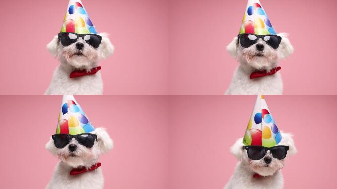 粉色背景，展示可爱的比熊小狗，戴着生日帽