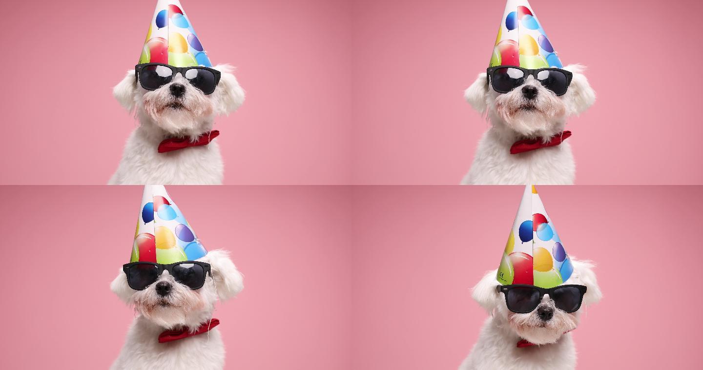 粉色背景，展示可爱的比熊小狗，戴着生日帽