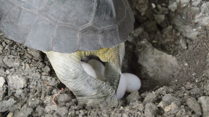 海龟产卵乌龟下蛋乌龟王八蛋繁衍后代