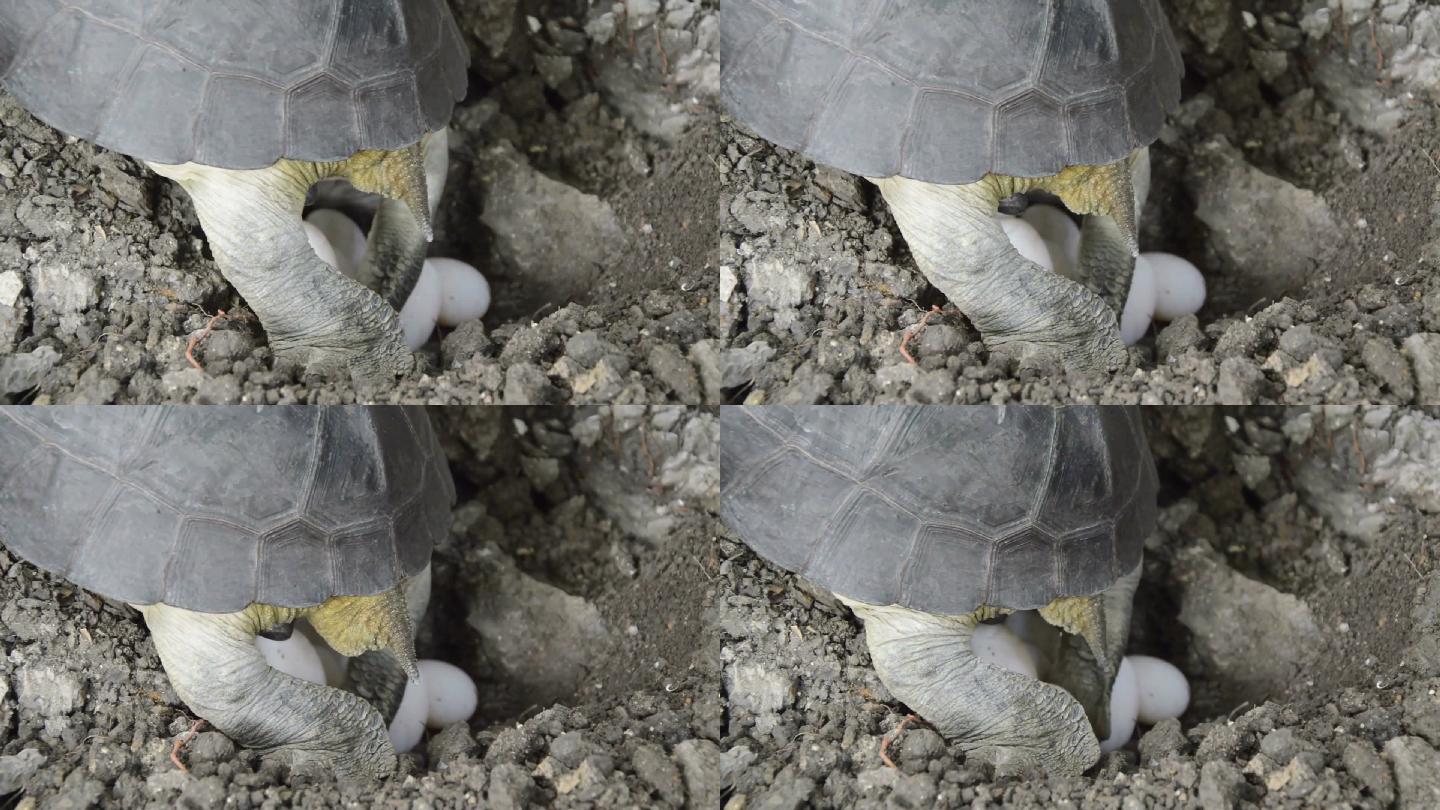 海龟产卵乌龟下蛋乌龟王八蛋繁衍后代