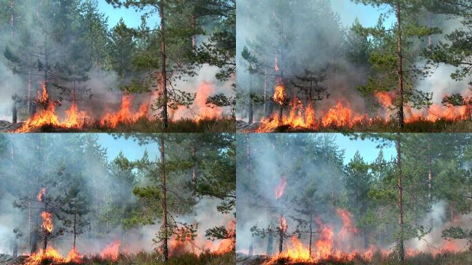 野生森林火灾森林大火森林火灾实拍山火