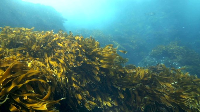 海带和海藻在水下的水流中移动