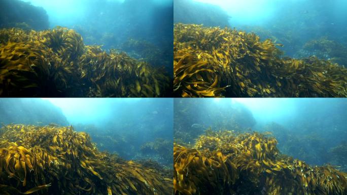 海带和海藻在水下的水流中移动