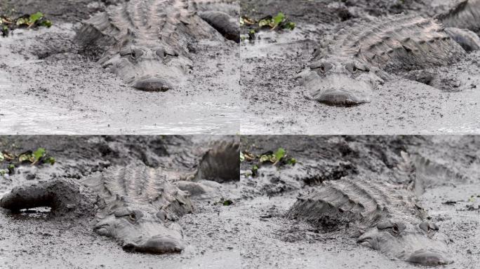 鳄鱼人工养殖池塘水塘下水