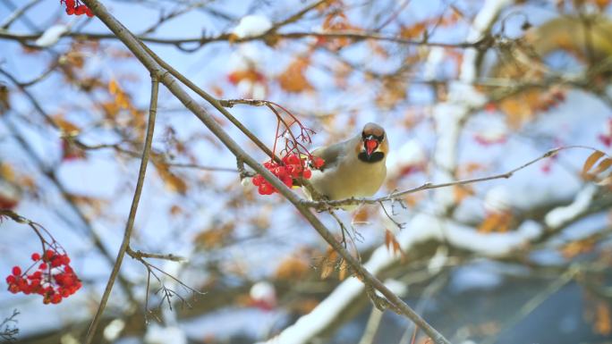 一只鸣鸟坐在树枝上，吃着浆果。