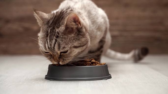 猫吃碗里的干粮。喂养补充盆有毛的生物体活