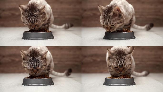 猫吃碗里的干粮。喂养补充盆有毛的生物体活