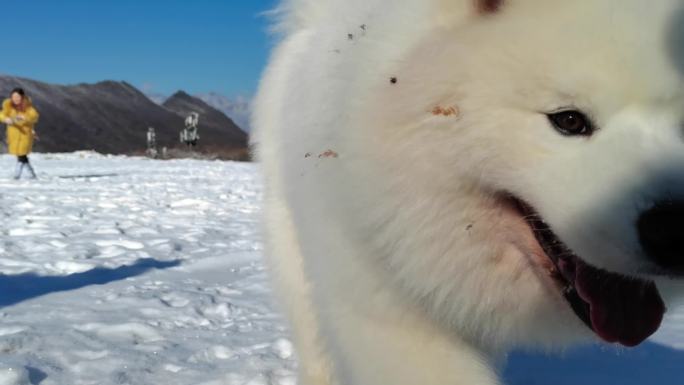 宠物狗在雪地上玩耍雪地上玩耍 遛狗 玩雪