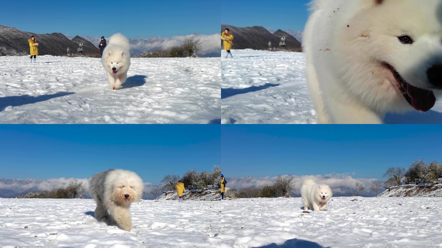 宠物狗在雪地上玩耍雪地上玩耍 遛狗 玩雪