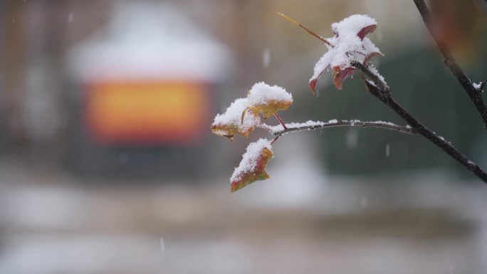 秋雪 党员先锋岗 帐篷