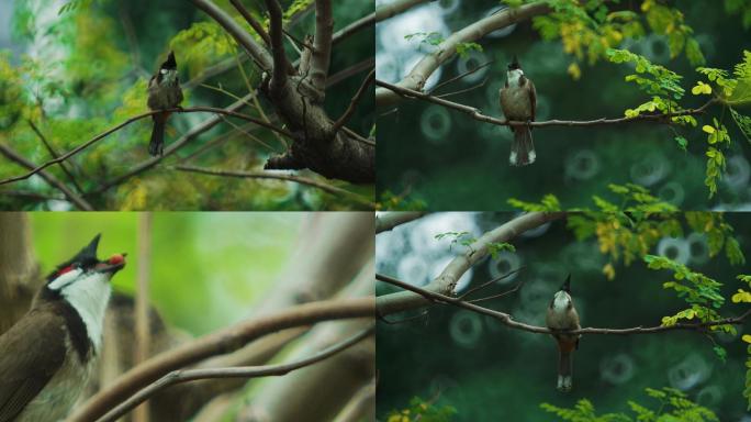 【原创4K超清折返焦外】树上小鸟.红耳鹎