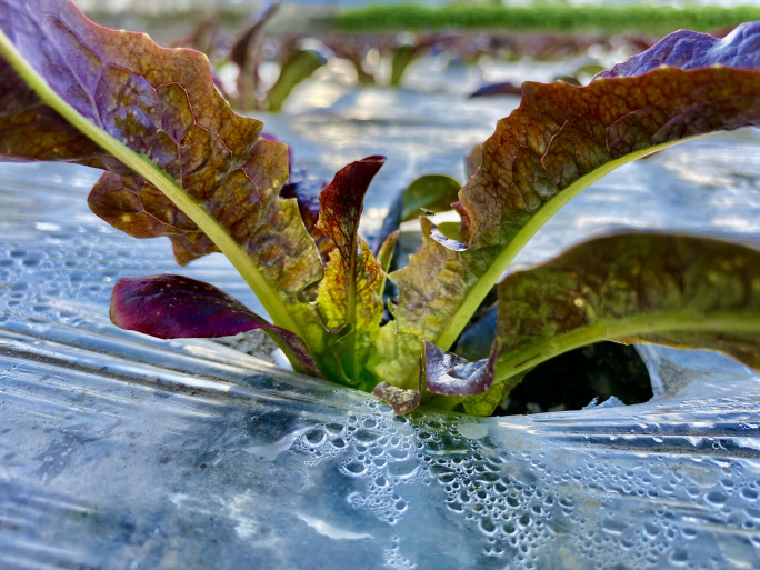 蔬菜种植