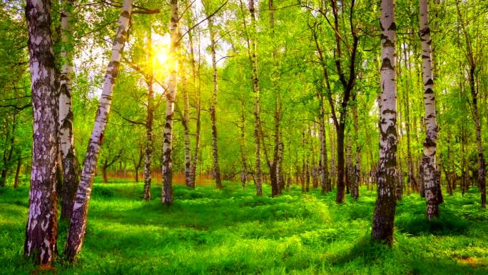 桦树林。光线清早叶子绿色天然氧吧