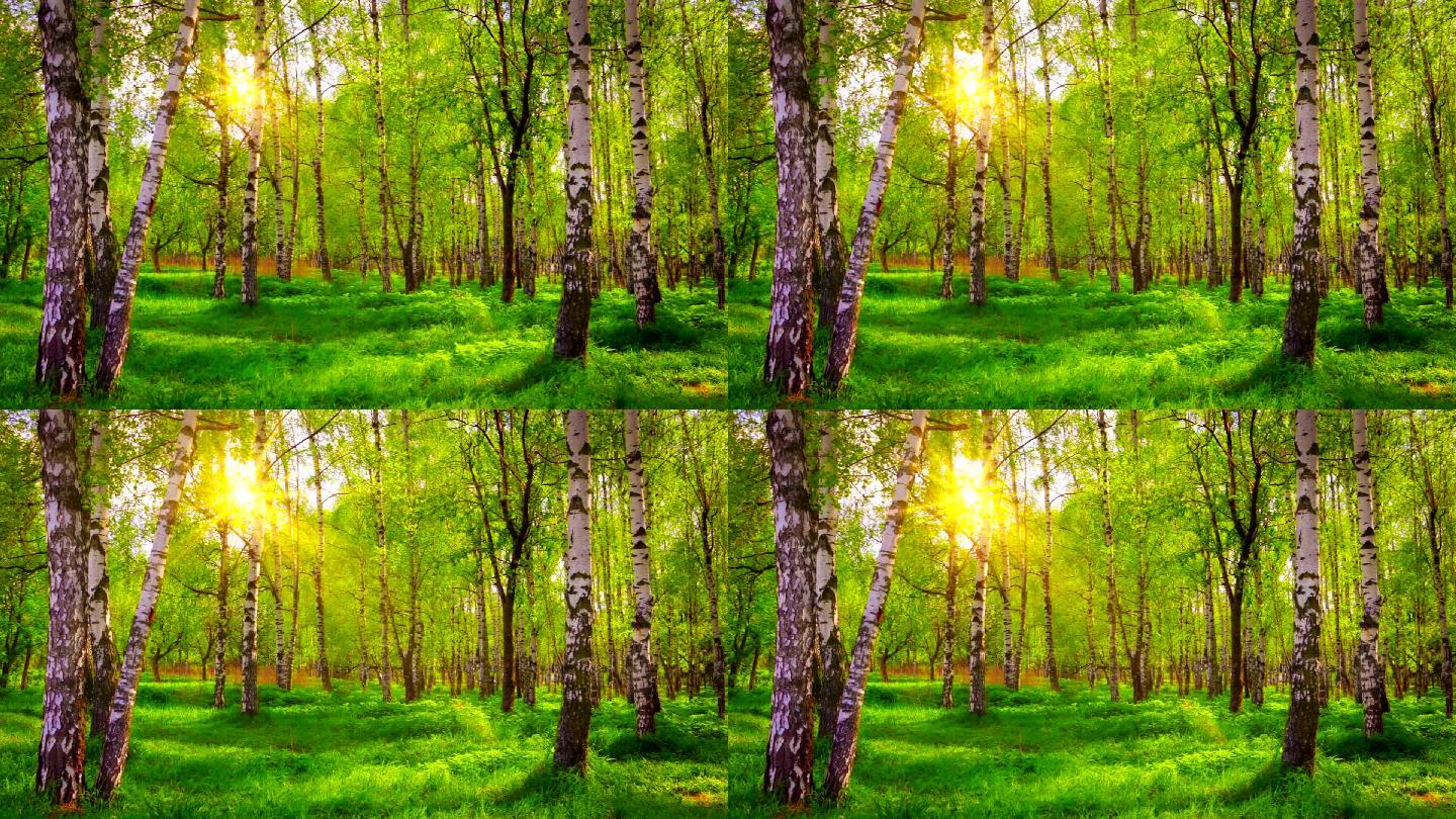 桦树林。光线清早叶子绿色天然氧吧