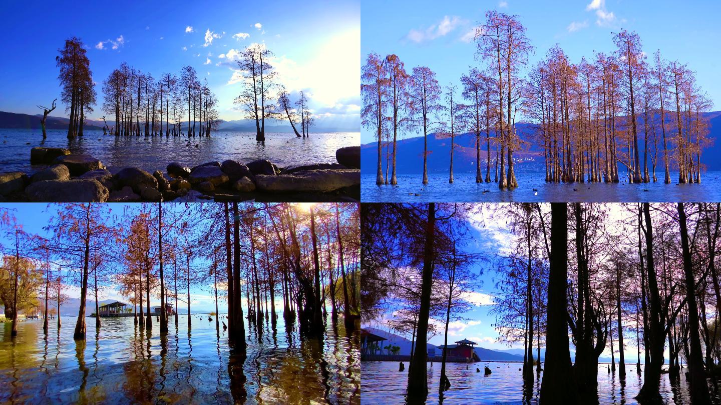 湖中的树 -风景
