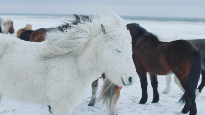雪地里的马群白马特写雪地马群冬季雪原