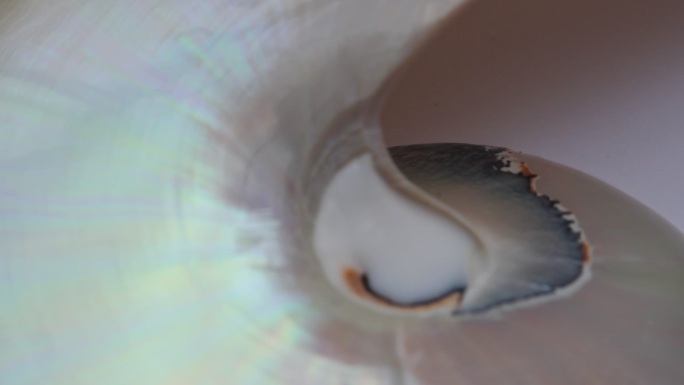 鹦鹉螺贝壳展示实拍贝类