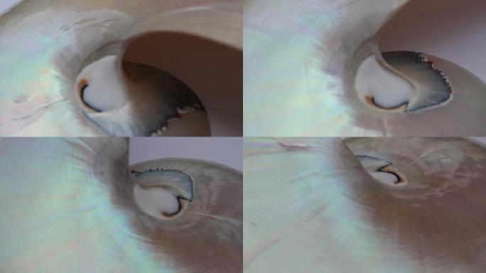 鹦鹉螺贝壳展示实拍贝类