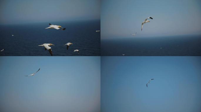 海面上的海鸥展翅飞翔海鸥候鸟海上低空飞翔