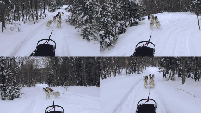 乘做雪橇狗拉的雪橇车