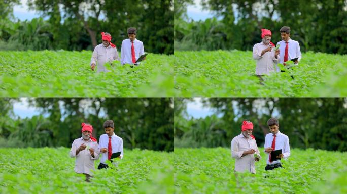 印度农民和农艺师在棉田