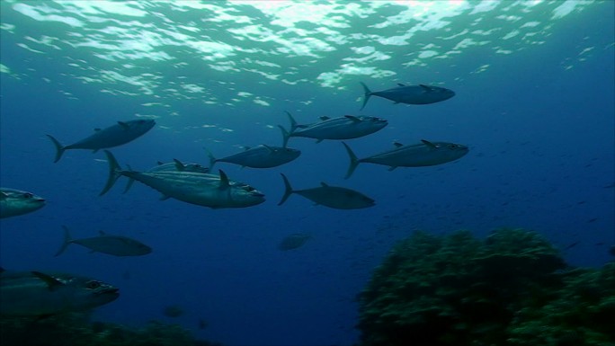 金枪鱼群大西洋蓝鳍海域鱼类海鱼遨游