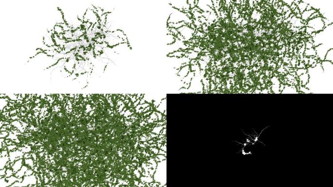在白色背景下生长常春藤