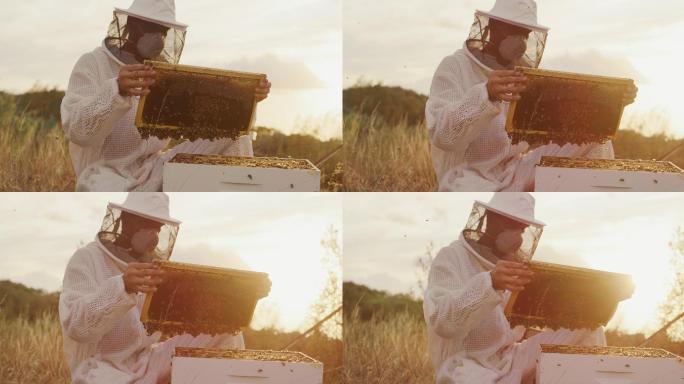 采蜜蜜蜂养殖蜂蜜采集