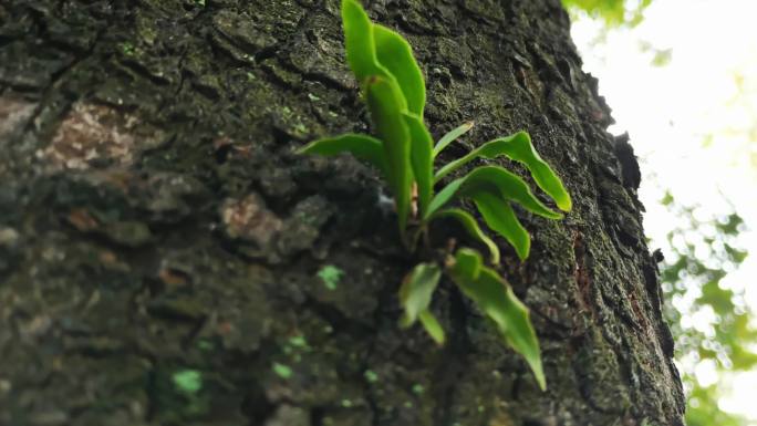 【原创】广州木棉花树木寄生植物写意视频