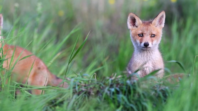红狐幼崽人与自然国家保护动物草原上的狐狸