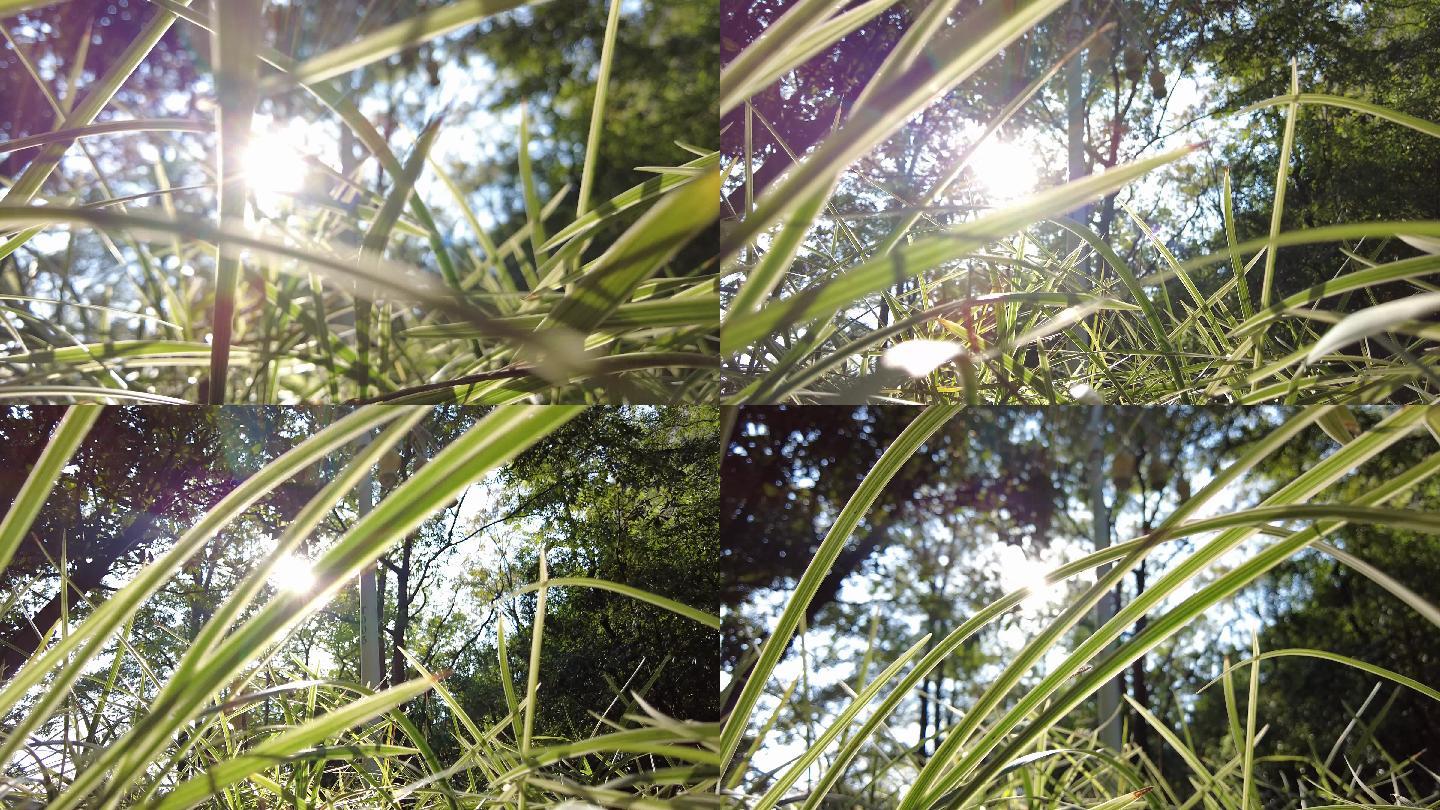 阳光 植物 风景 清新 自然