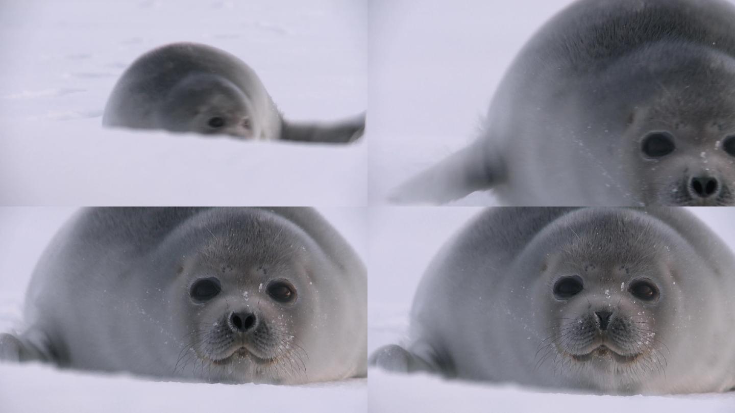 冰上的小海豹冰天雪地耐寒动物雪地海豹