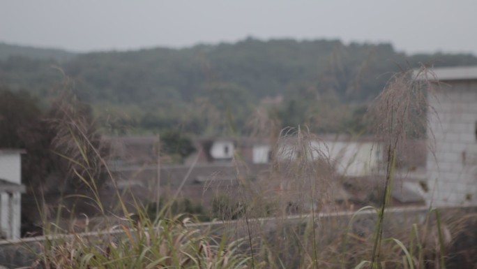 荒草丛生废弃的韶关茶山矿区家属区