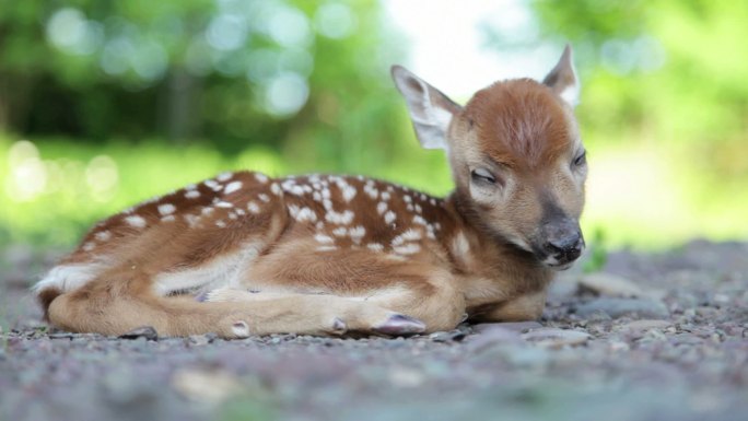 睡在树林里的小白尾鹿