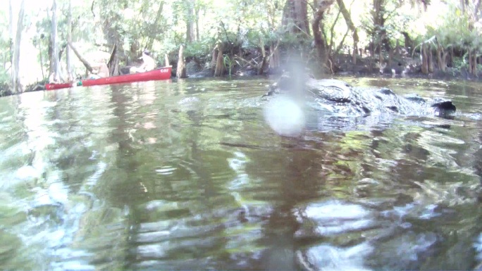 佛罗里达州南部的水下鳄鱼