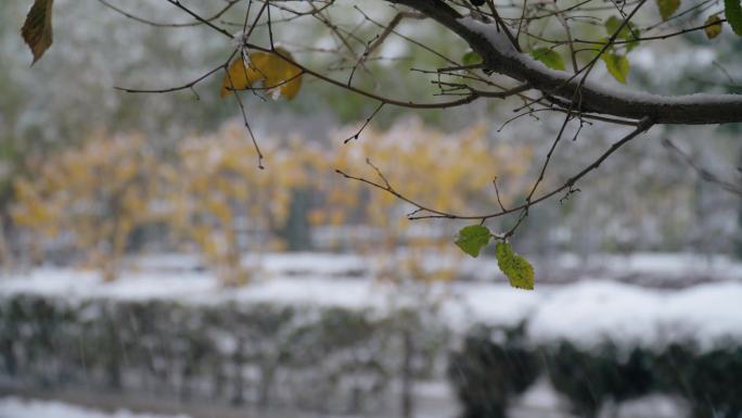 秋雪 特写 植物